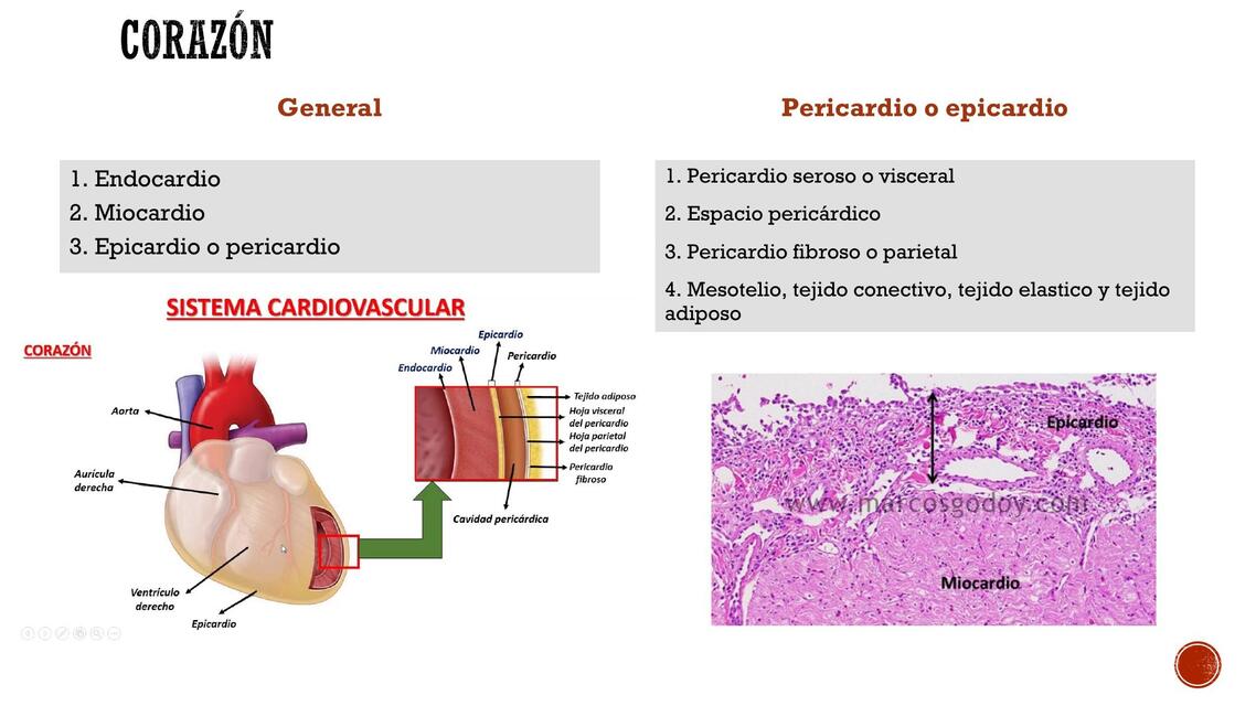 Histología  