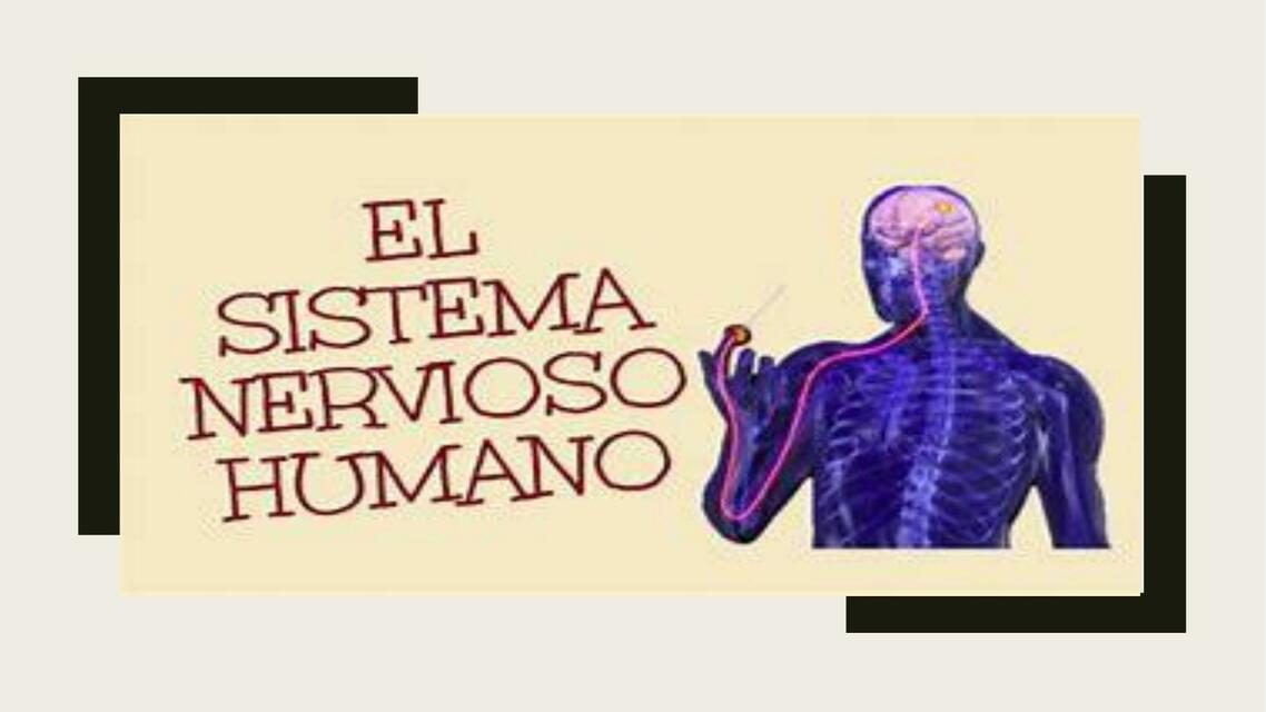 El Sistema Nervioso Humano 