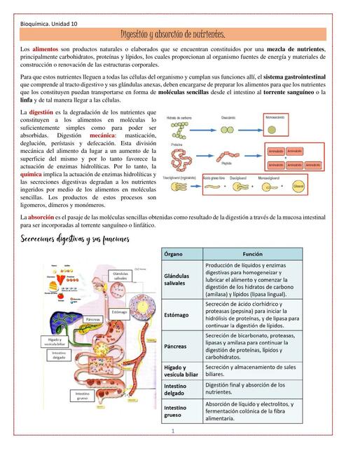 Digestión y Absorción de Nutrientes