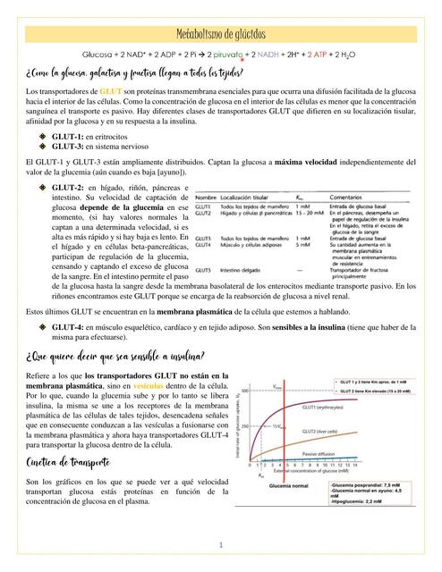 Metabolismo de Glúcidos