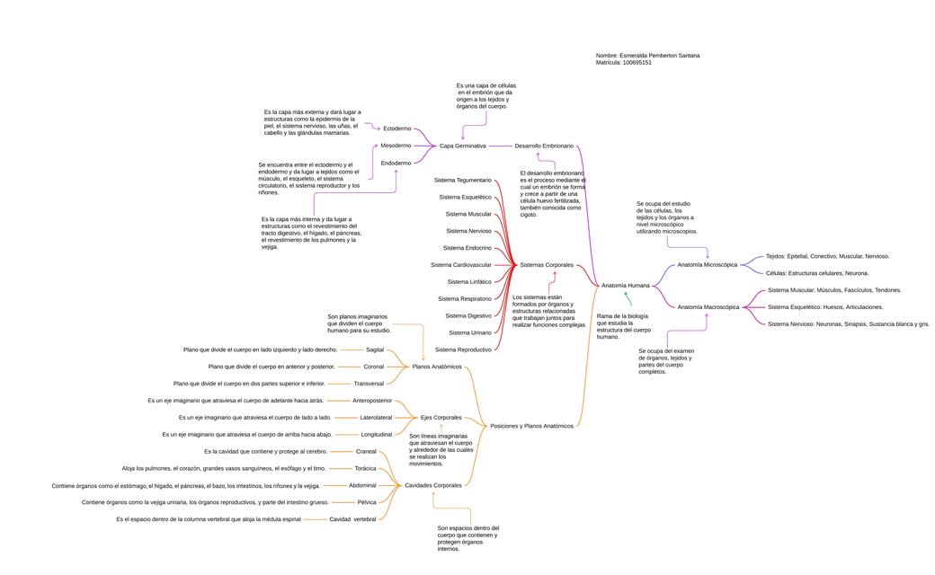 Mapa Conceptual de Conceptos Anatómicos 