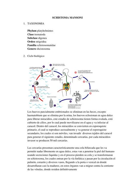 Schistoma Mansoni 
