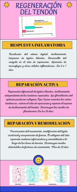 Regeneración del Tendón 