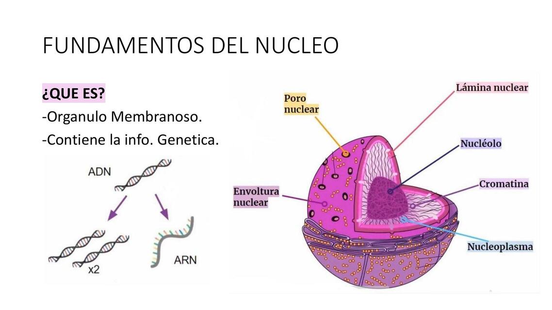 Fundamentos del Núcleo 