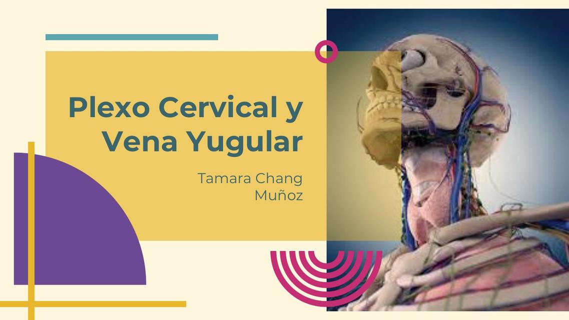 expo de plexo cervical y vena yugular