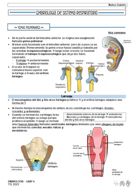 Embriología De Sistema Respiratorio Mateo Galetto Udocz