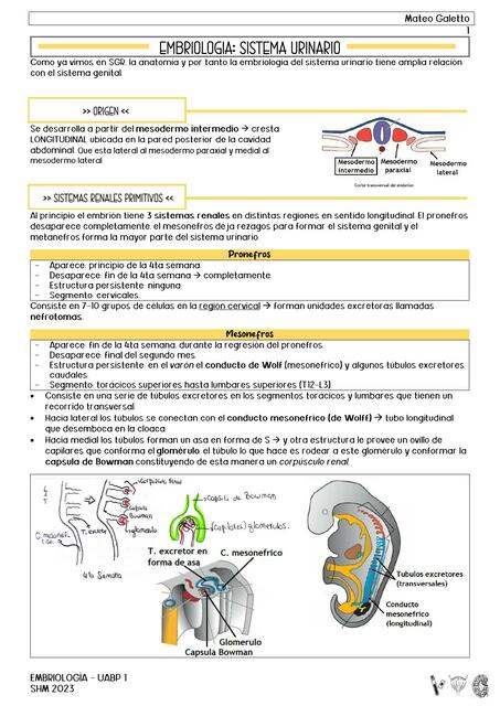 Embriología de sistema urinario