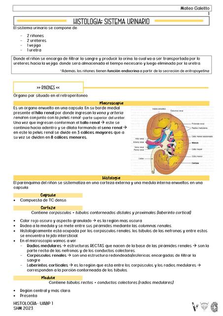 Histología de sistema urinario