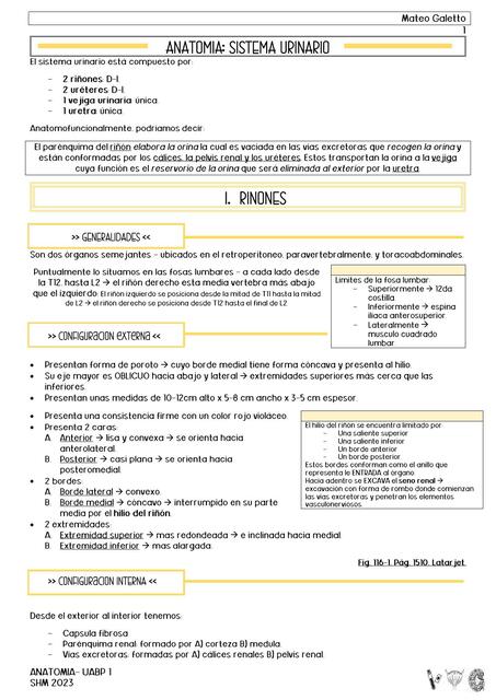 Anatomia de sistema urinario