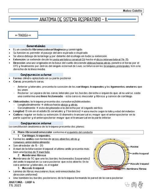 Anatomía del sistema respiratorio  