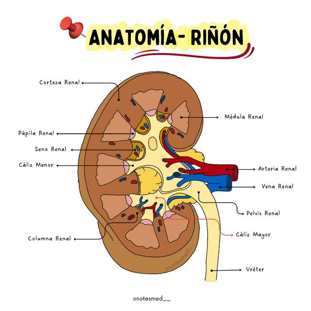 Anatomía del Riñón