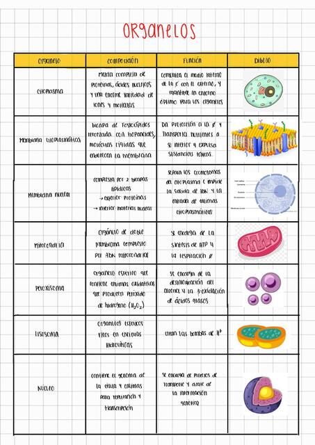 Organelos celulares