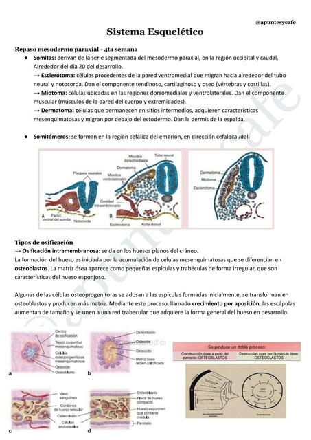 EMBRIOLGIA sist musculo esqueletico y tagumentario