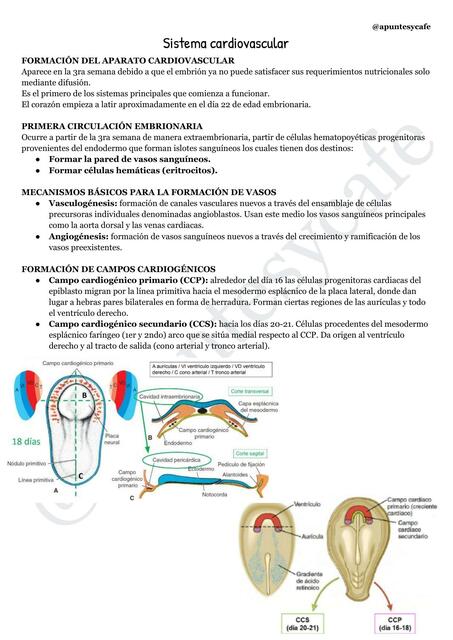 EMBRIOLOGIA Sistema cardiovascular