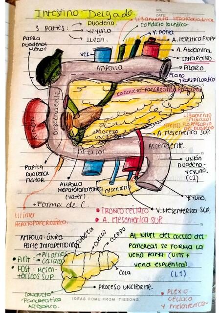 Intestino Delgado