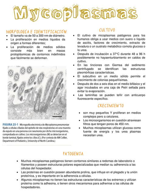 Mycoplasma