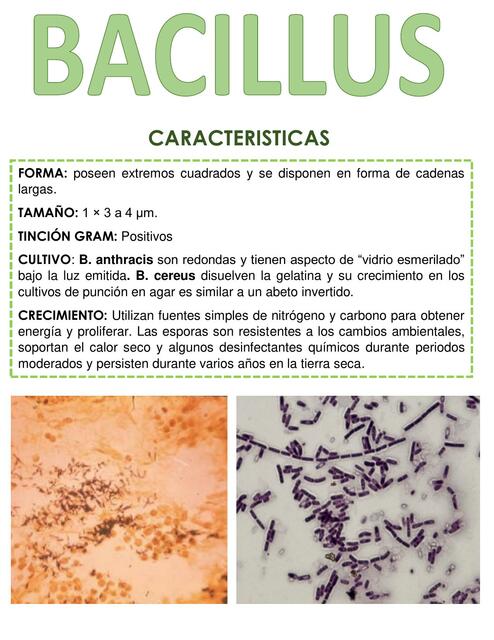 Bacillus 