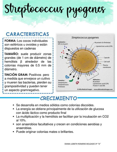 Streptococcus pyogenes