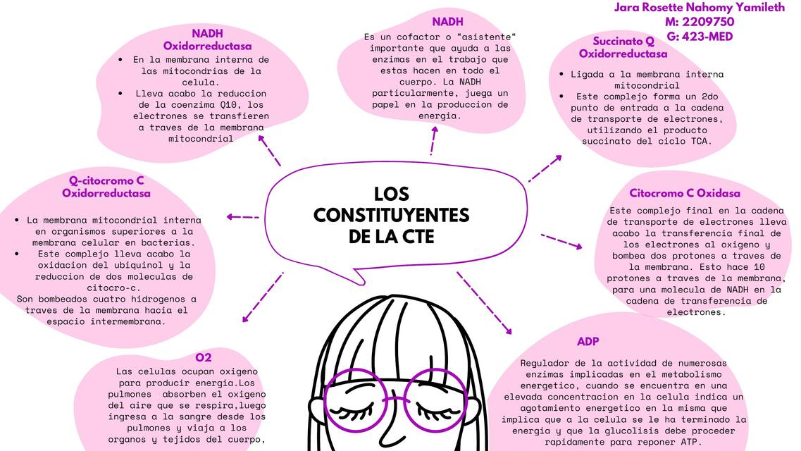 Constituyentes de la CTE