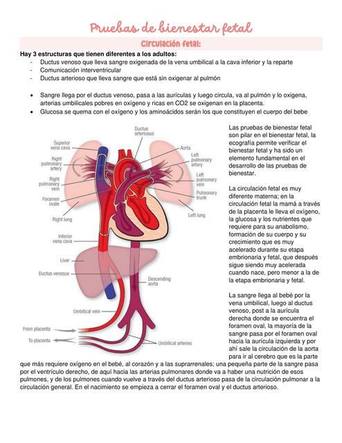 Pruebas de Bienestar Fetal 