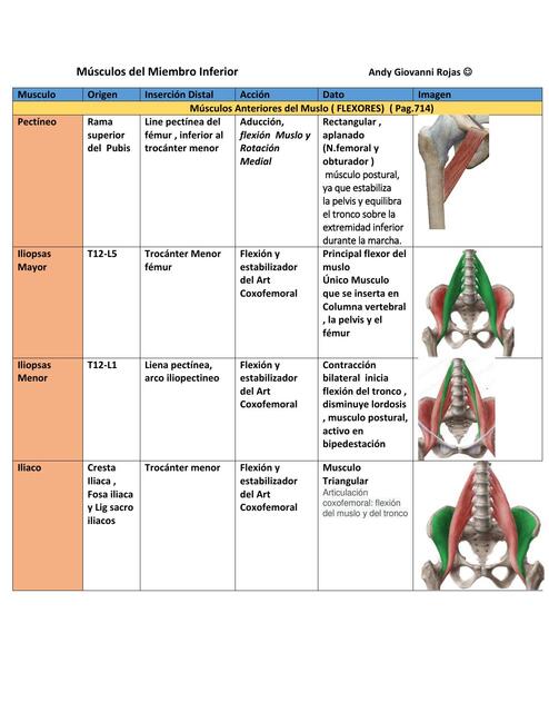 Músculos del Miembro Inferior  
