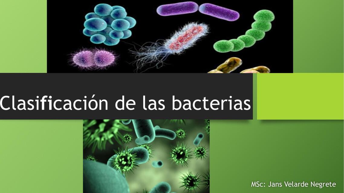 Clasificación de las bacterias 