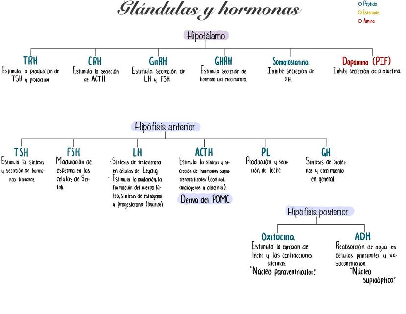 Glándulas y hormonas