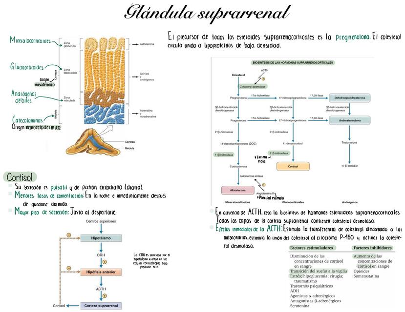 Glándula suprarrenal