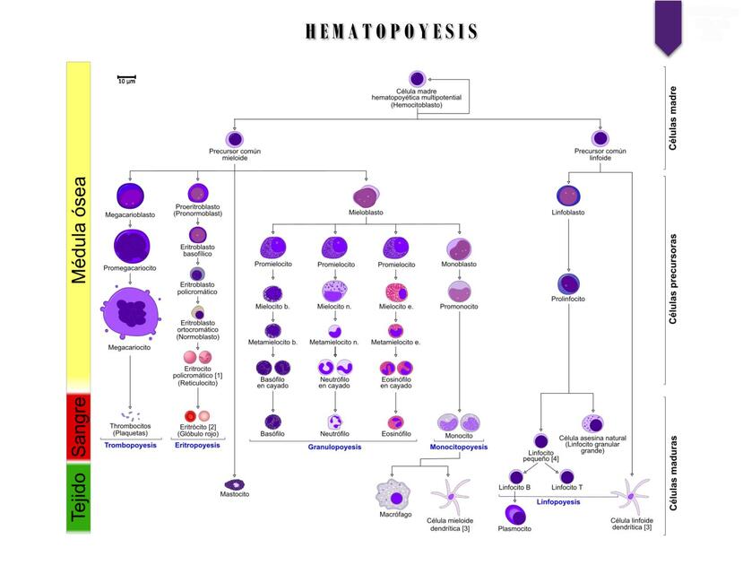 Hematopoyesis y linajes