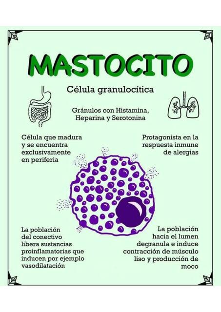 Mastocito 