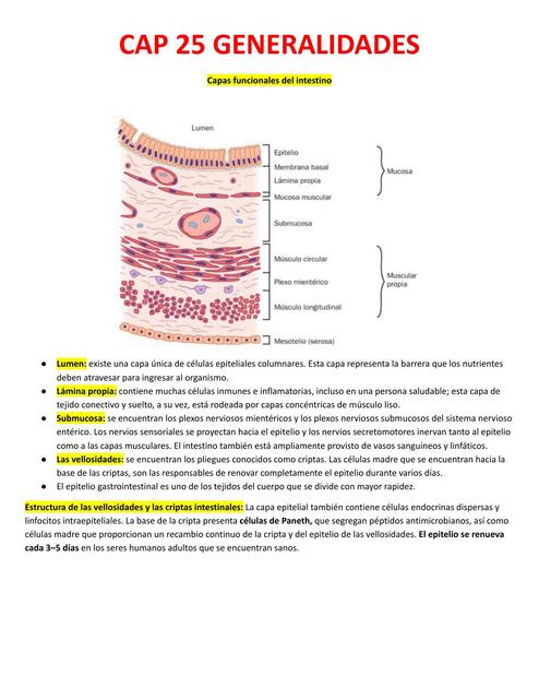 Capas Funcionales del Intestino 