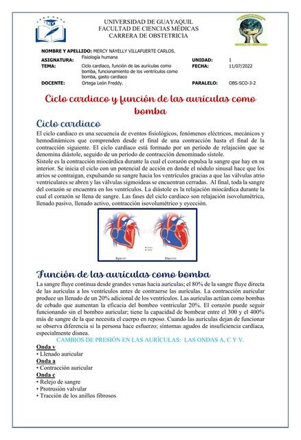 Ciclo cardiaco y función de las aurículas como bomba