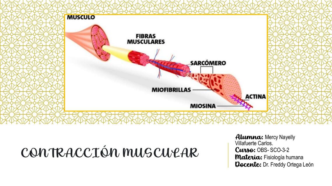 Contracción Muscular