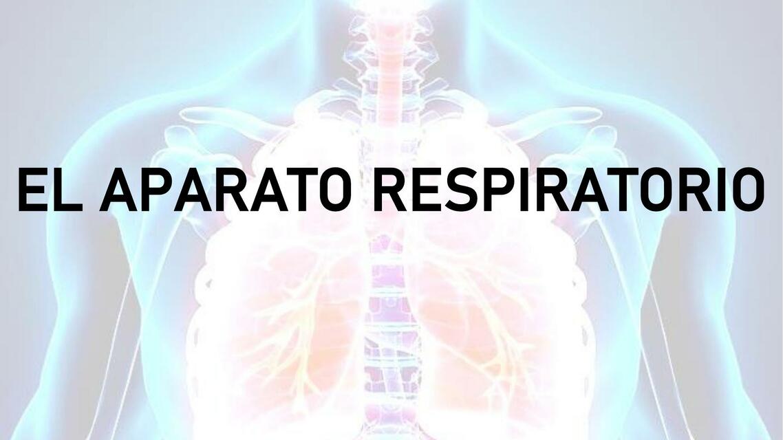 El aparato respiratorio