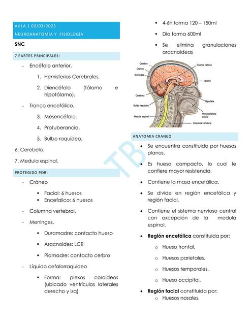 Neuroanatomía y Fisiología 