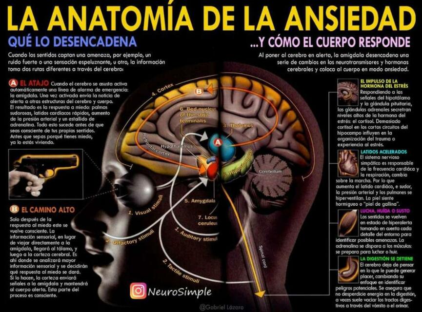 Anatomía de la Ansiedad y la Respuesta Corporal | YUDOC.ORG | uDocz