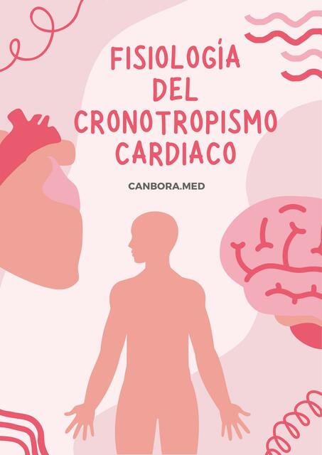 Fisiología del cronotropismo cardiaco | Canbora.med | uDocz