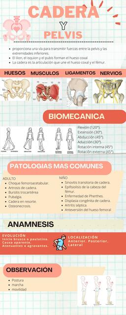 Cadera y pelvis 