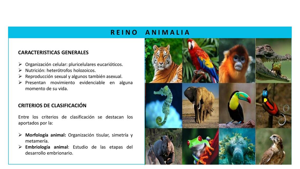 Reino animal 