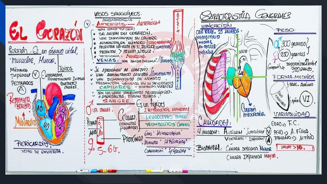 ANATOMÍA pizarras