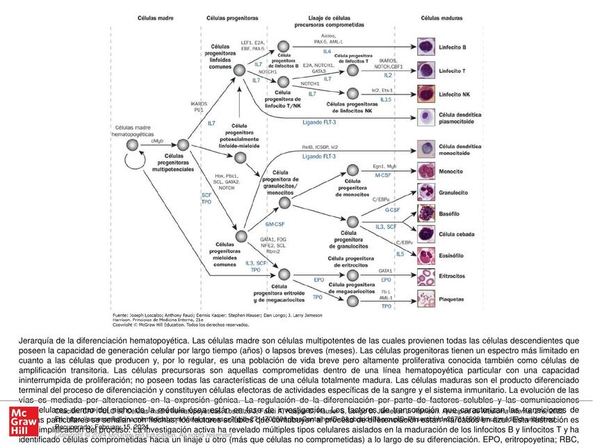 Jerarquía de la Diferenciación Hematopoyética