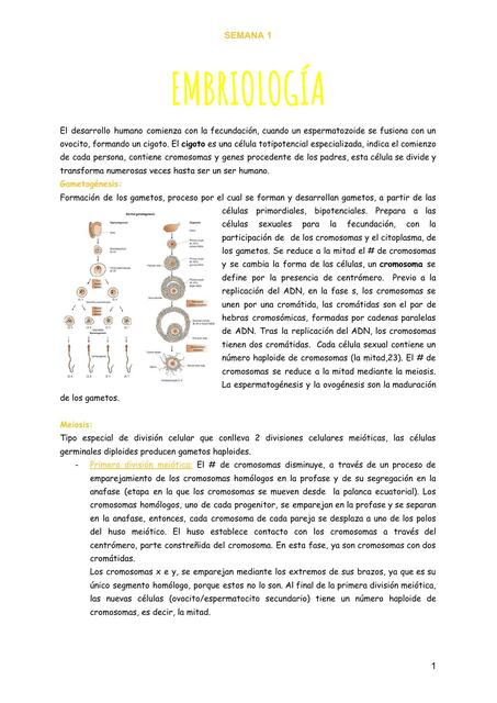 Primera Semana de Desarrollo Embriológico