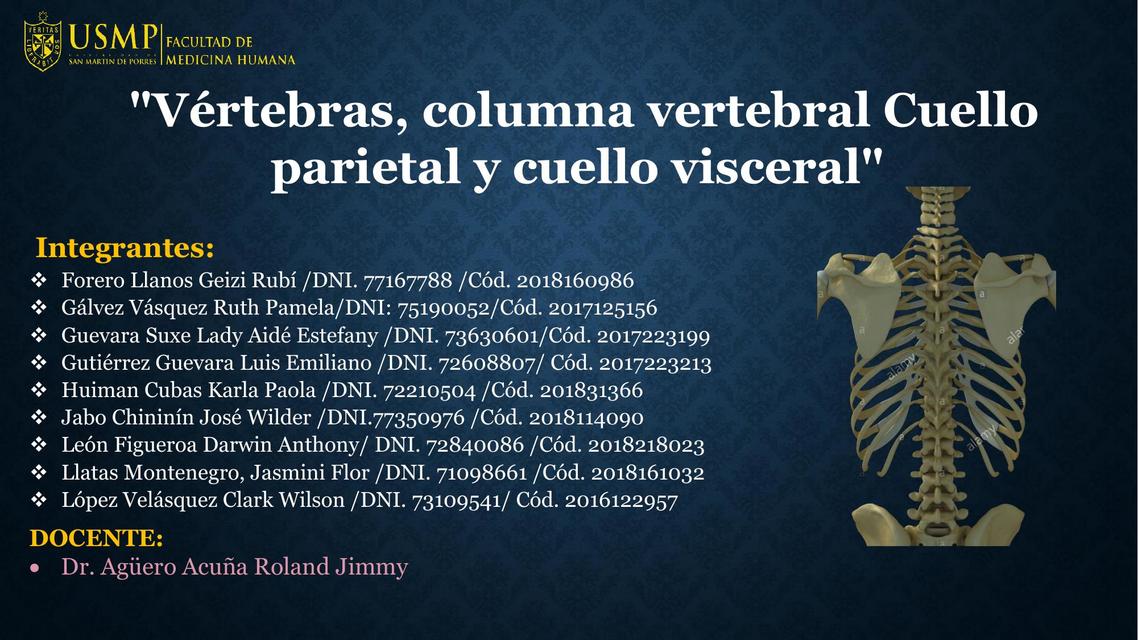 Vértebras columna vertebral Cuello parietal y cuello visceral