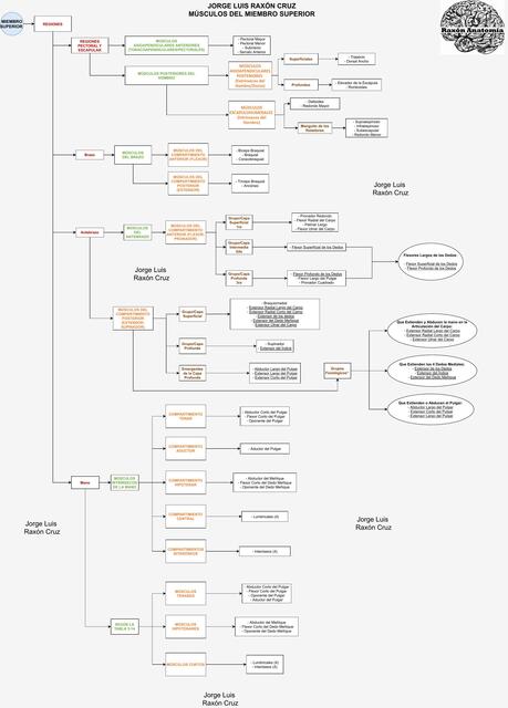 Músculos del Miembro Superior por el Dr. Raxón de Raxon Anatomía