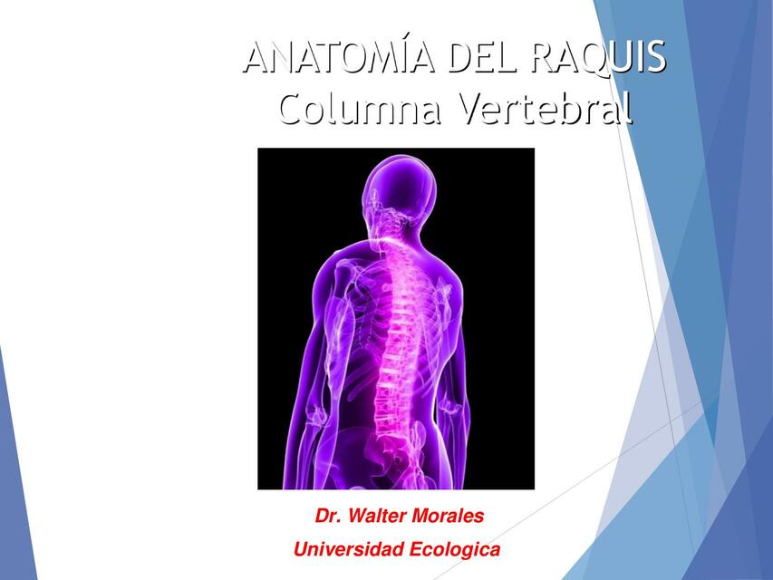 Anatomía del Raquis Columna Vertebral 