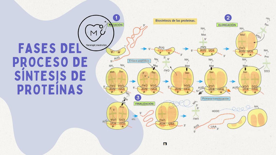 Síntesis proteínas