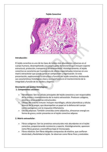 Tejido Conectivo 