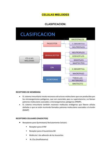 Células Mieloides 