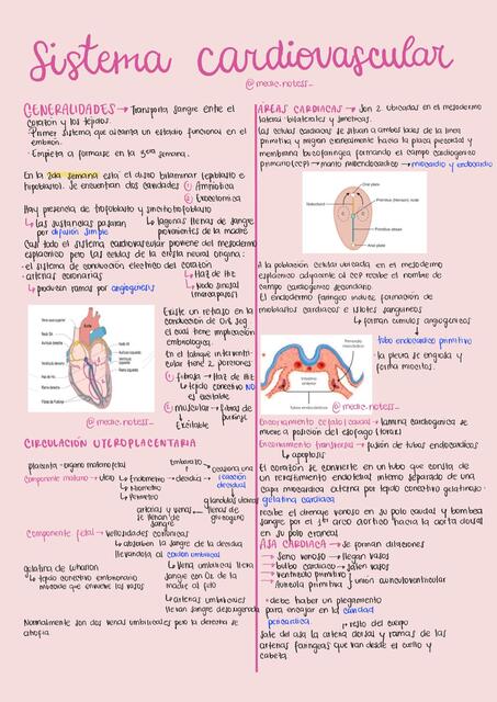 Sistema Cardiovascular 