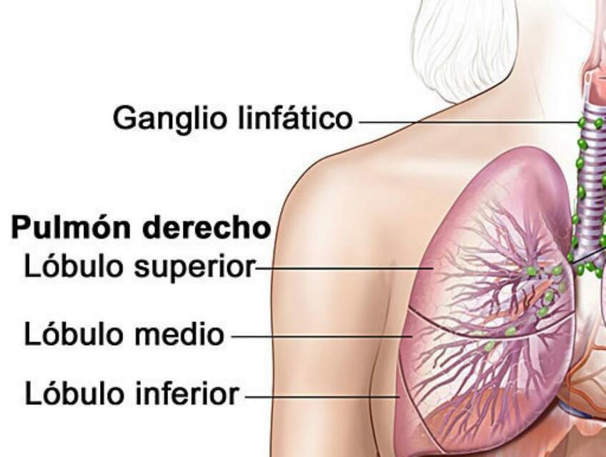 Sistema Respiratorio 